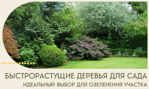Быстрорастущие деревья для сада идеальный выбор в Большой Камне