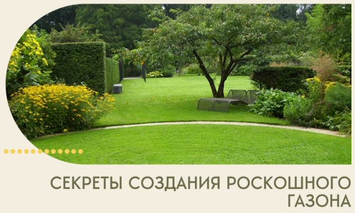 Секреты создания роскошного газона в Большой Камне